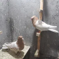 بلوار توس کفتر جفتگاه|پرنده|مشهد, شهرک صنعتی توس|دیوار