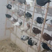 سلام تعدادی کفتر بوم