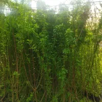 نهال میوه درخت رز هلندی درخت سایه باغ