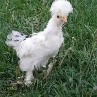 جوجه سلطان ۳ ماهه اصل پاپر کاکل دار