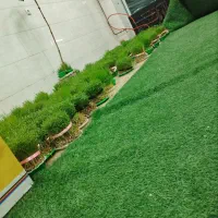 سبزه عدس و گندم