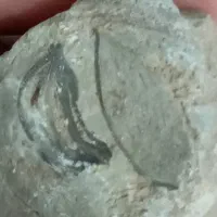 فروس چند عدد سنگ