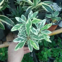 گل مرجان ابلق|گل و گیاه طبیعی|رشت, پیرسرا|دیوار