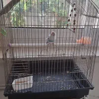 مرغ عشق ماده|پرنده|ری, دولتآباد|دیوار