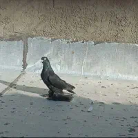 کبوتر قره مایا ۸ پر