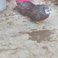 تخم بلدرچین مینیاتوری|حیوانات مزرعه|بیرجند, |دیوار