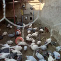 دستگاه جوجه کشی و مرغ شاخدار