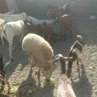 گوسفند|حیوانات مزرعه|بند زرک, |دیوار