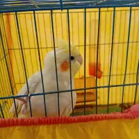 عروس هلندی سخنگو و اهلی