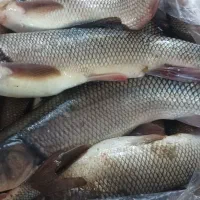 ماهی تازه چای کیلو ۱۰۰تومان