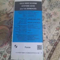 بذر چغندر اورسلینا