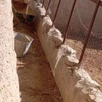 فروش گاوداری با پروانه بهره‌برداری و بهداشتی|فروش دفتر صنعتی، کشاورزی، تجاری|داراب, |دیوار