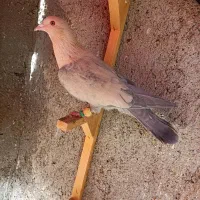 کبوترعطیقه|پرنده|مشهد, هفده شهریور|دیوار