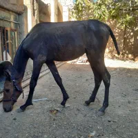 کره نریان قیمت پایین