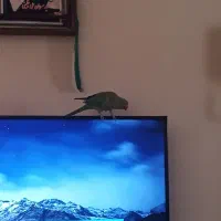 طوطی ملنگو گمشده|حیوانات|ساری, |دیوار