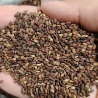 کنجد قهوه ای تیره درجه یک شیرین