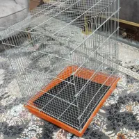 عروس هلندی|پرنده|مبارکه, |دیوار