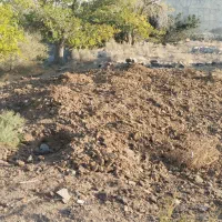 کودگاوی چندساله