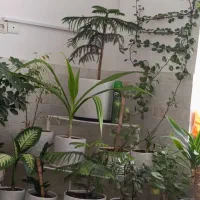 استند یا پایه گلدان|گل و گیاه طبیعی|سیرجان, |دیوار