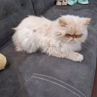 واگذاری ماشا از نژاد هیمالین