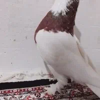 طوقی|پرنده|خرم‌آباد, |دیوار