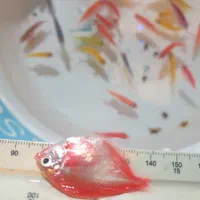 ماهی کالر ودیو  زبرا  تایگر  گوپی  کلی