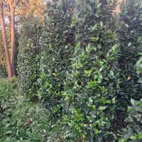 یاس هلندی ارتفاع ۲ متری