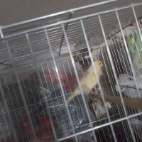 قناری پرتغالی|پرنده|قرچک, باقرآباد|دیوار