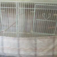 قفس عروس هلندی