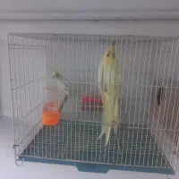 یک جفت عروس هلندی لوتینیو .جوان|پرنده|مشهد, آزادشهر|دیوار