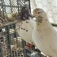 کبوتر تهرانی و پاکستانی