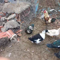 اردک اسرائیلی|حیوانات مزرعه|سرخنکلاته, |دیوار