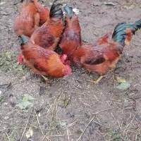 خروس محلی و اوردک