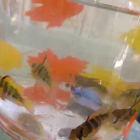 رامیزی مولد|ماهی|رباطکریم, نصیرشهر|دیوار