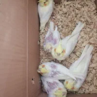 جوجه عروس لوتینو|پرنده|بندرعباس, |دیوار