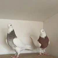 کبوتر طوقی|پرنده|هشتگرد, مدرس|دیوار