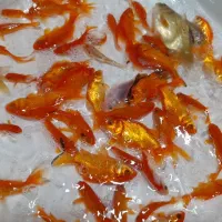 ماهی کوی کپور امور قرمز بیکهد...|ماهی|تهران, الهیه|دیوار