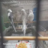 پرنده|پرنده|قم, شهرک امام حسن|دیوار