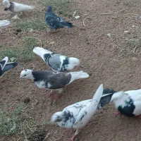 کبوتر یزدی|پرنده|بهاباد, |دیوار