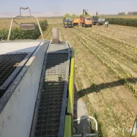 فروش ذرت علوفه