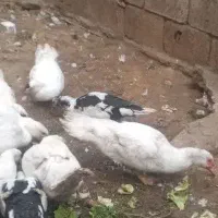 اردک اسرائیلی ماده