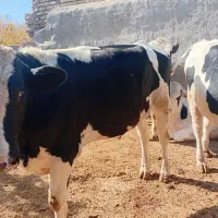 گوساله نر داشتی|حیوانات مزرعه|نیاسر, |دیوار