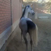 اسب ترکی|اسب و تجهیزات اسب‌سواری|اردکان, |دیوار