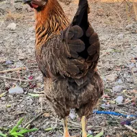 فروش۳۰عدد مرغ جوان تخم گذار درجه یک