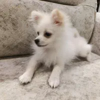 سگ پامر عروسکی پنج ماهه|سگ|اردبیل, |دیوار