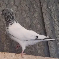 کبوتر کله سبز و هفترنگ نر و ماده و جوجه|پرنده|مشهد, شهرک ابوذر|دیوار