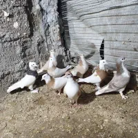 کفتر|پرنده|زیرکوه, |دیوار