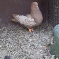 کبوتر سینه و سیاه بهبهانی|پرنده|مرودشت, کناره|دیوار