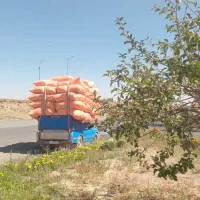 کاه گندم و کاه جو خوشه