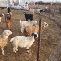 بز قاله یا حمون بی